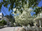 Nevada City Victorians