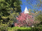 Nevada City Victorians