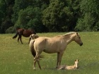 Penn Valley mother and foal