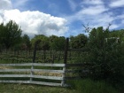 Rough and Ready vineyards