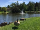 Lake of the Pines migrating resident