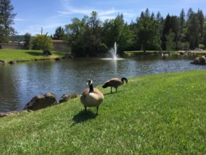 Ducks by the pond