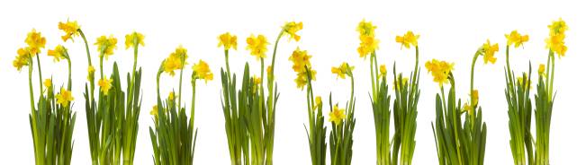 Daffodils