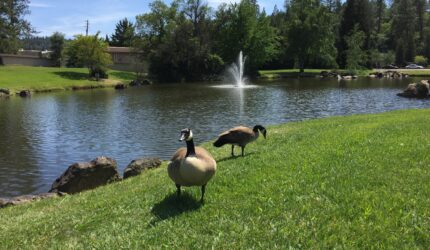 Lake front real estate and recreation properties around Lake of the Pines